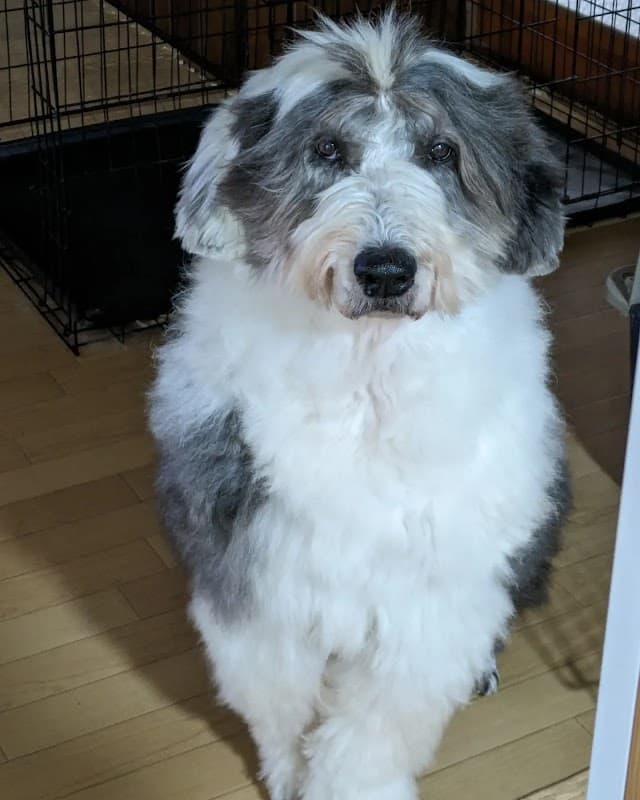 ふワンこの写真