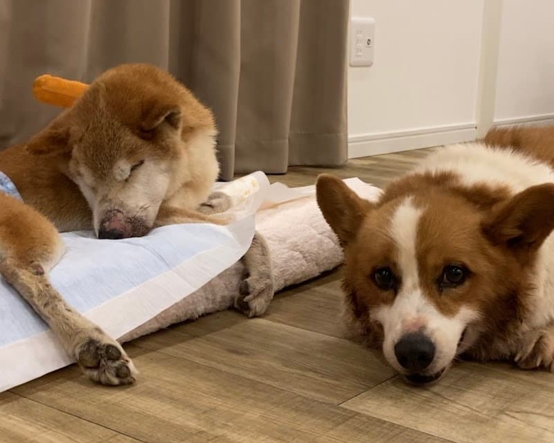 老犬老猫・ペットホテル ペットホームOHANAの写真1