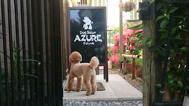 Dogsalon AZURE ドッグサロン アジュールの写真1
