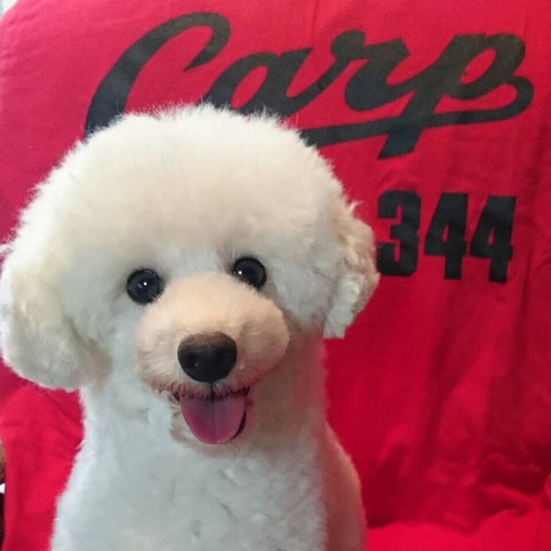 Dogsalon AZURE ドッグサロン アジュールの写真2