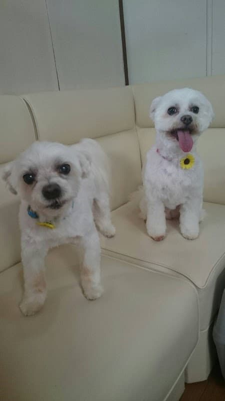 Dogsalon AZURE ドッグサロン アジュールの写真3