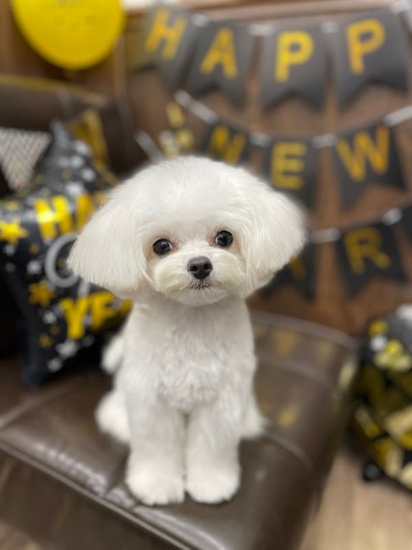 dog salon W comfyの写真