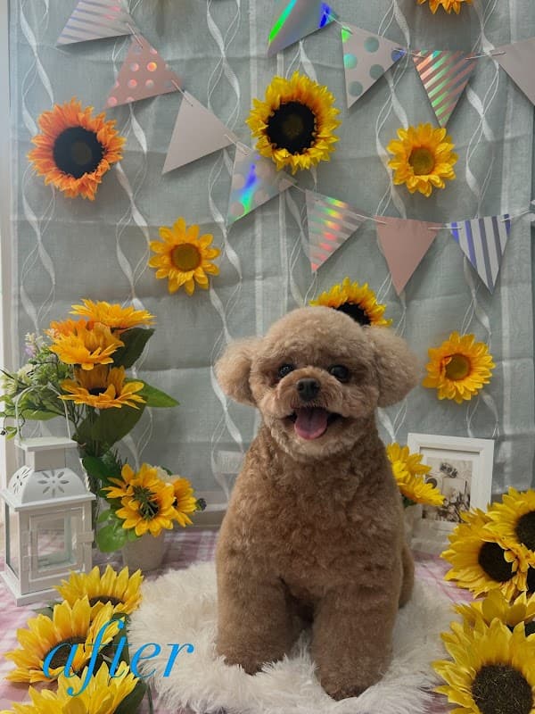 pet salon mofuの写真