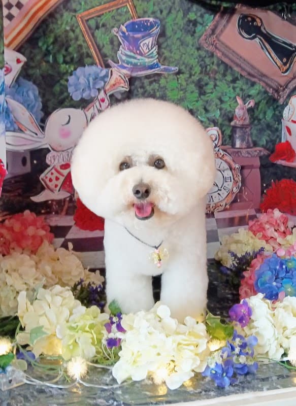 犬の美容室 TOROROの写真