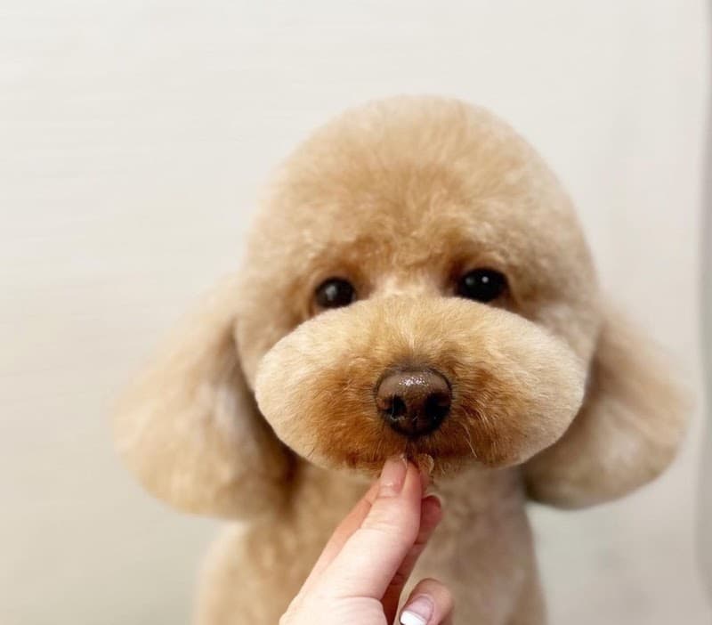 Lelien(ルリアン)〜dog salon〜の写真