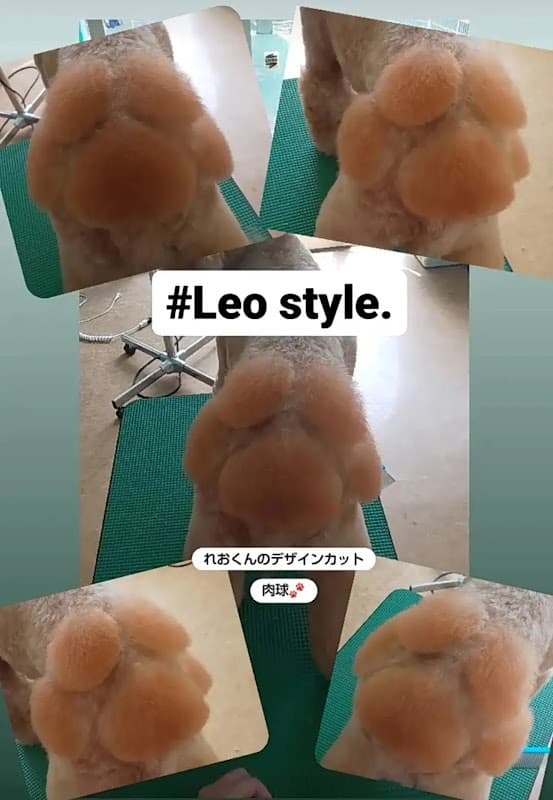 ドッグサロン Leo style.の写真