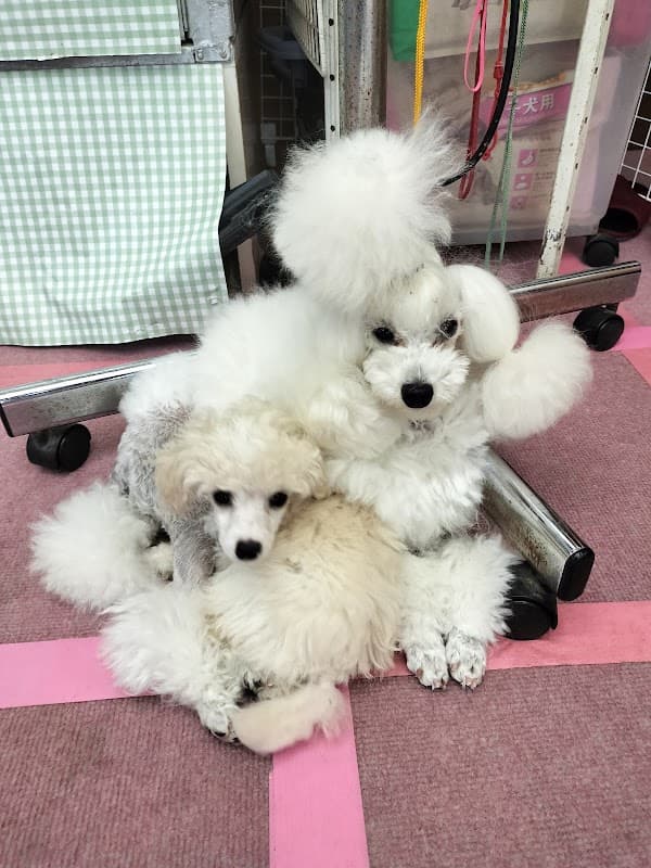 DogSalonハッピーモアの写真