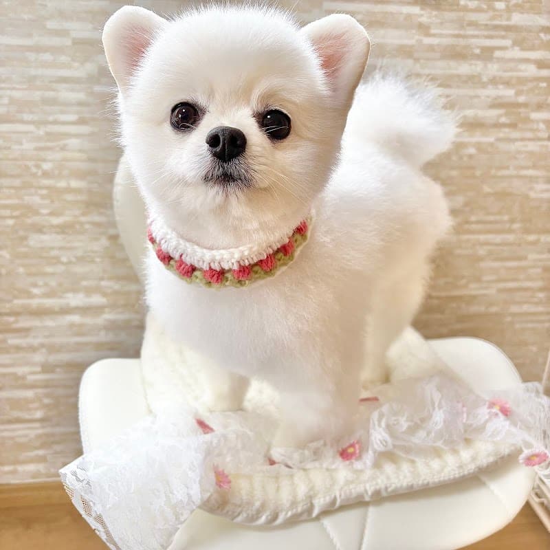 Beauty Dog Salon Nature -ナチュール-の写真2