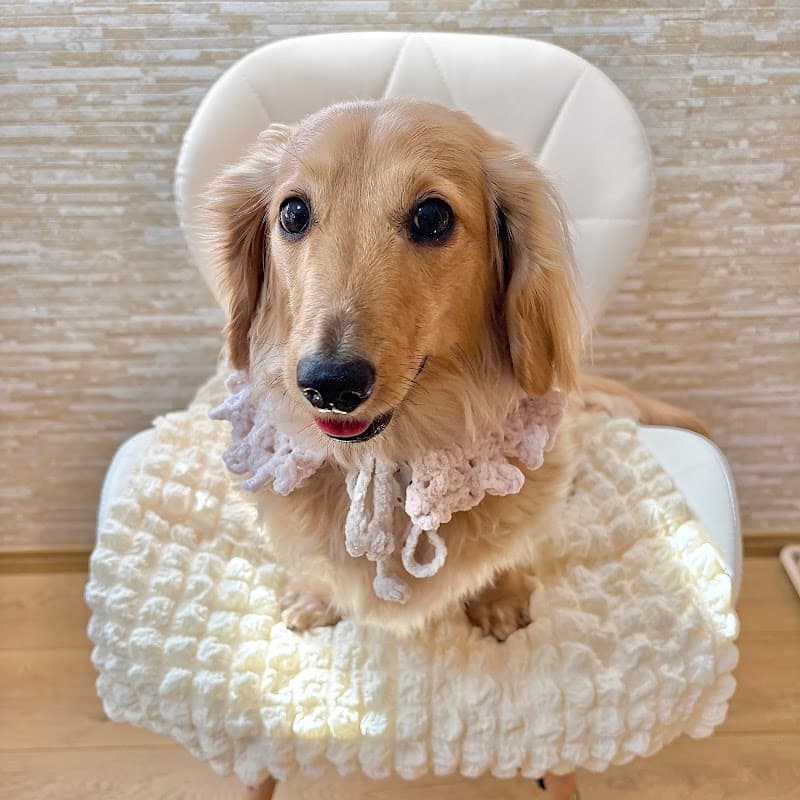 Beauty Dog Salon Nature -ナチュール-の写真3
