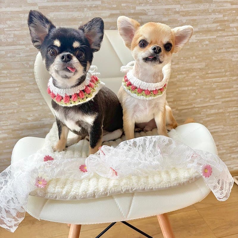 Beauty Dog Salon Nature -ナチュール-の写真5