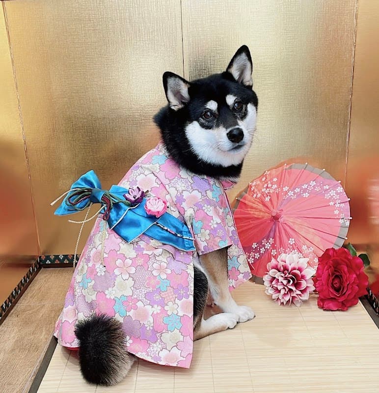Love Dog Styleの写真