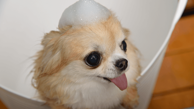 チップス グルーミングサロン (CHIPS grooming salon)の写真