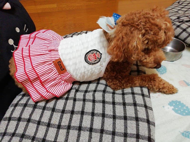 for all dogs CUCULの写真