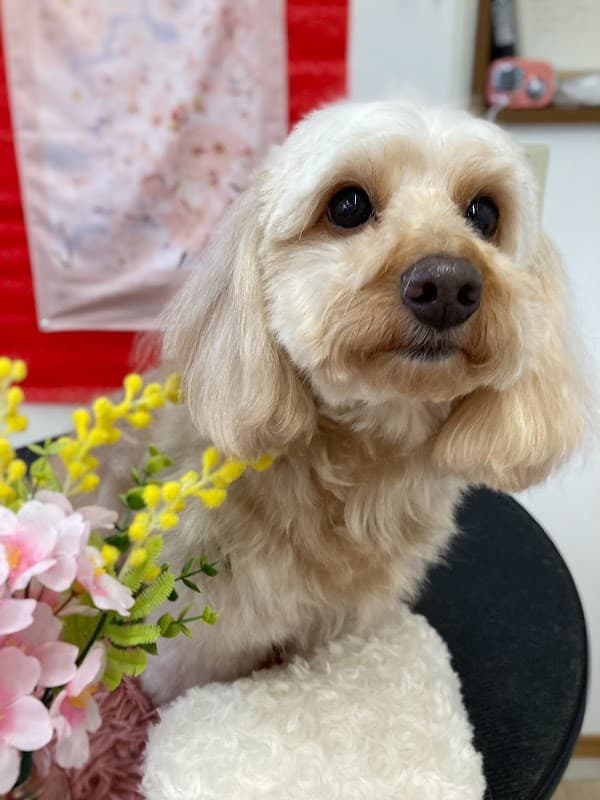 Dog Salon Cielの店内・トリミングの様子(2枚目)