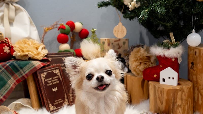 WAG TRIM&PETSTAYの写真1