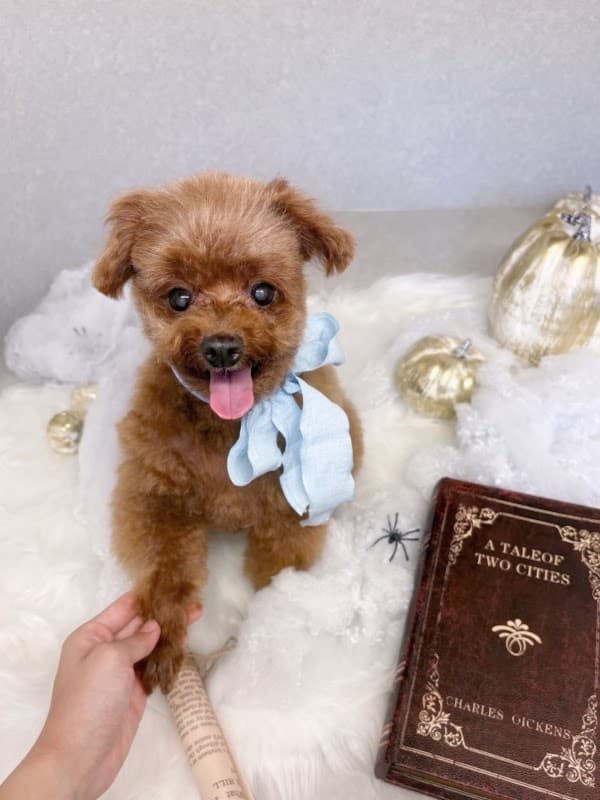 WAG TRIM&PETSTAYの写真4