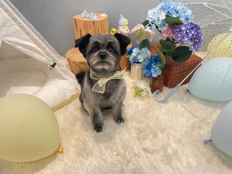 WAG TRIM&PETSTAYの写真5