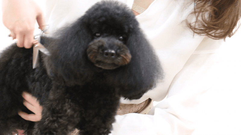 トリミングサロンブーケの写真