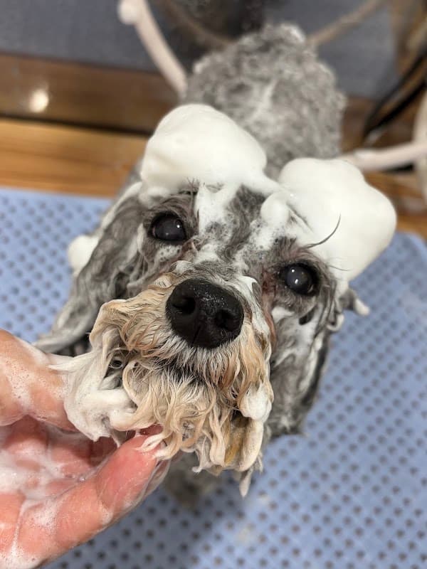 Dog care salon Poomの写真