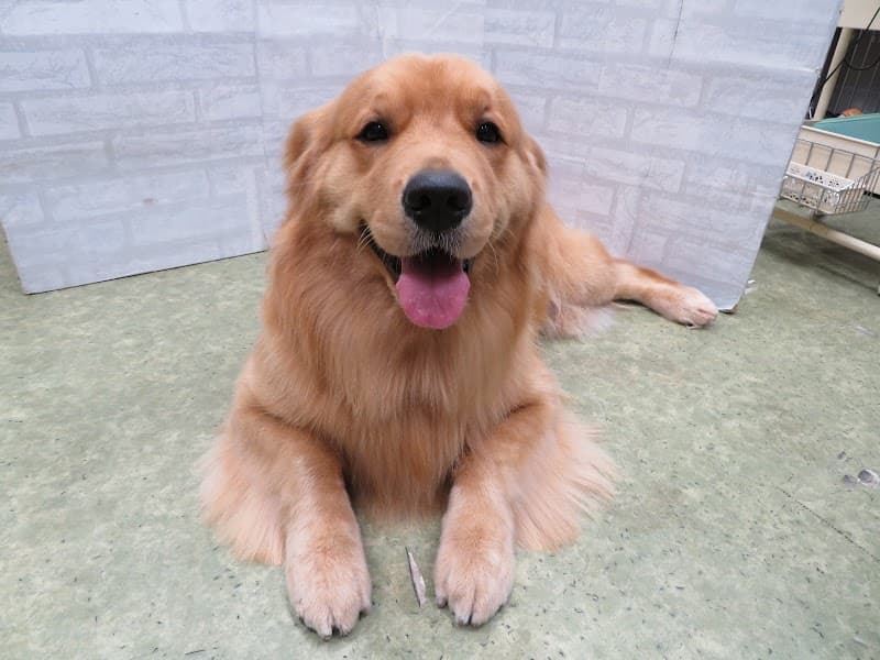 ペットサロンToutouの写真2