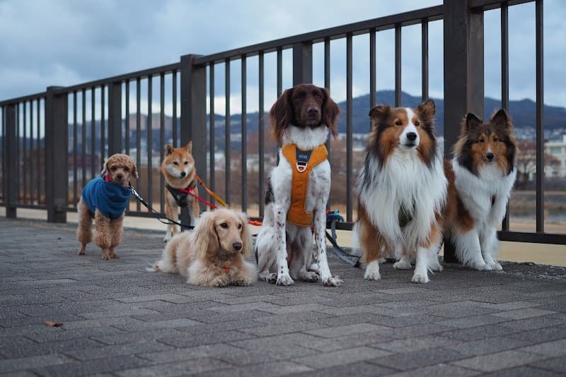 SINFULDOGGYS(シンフルドギーズ)の写真