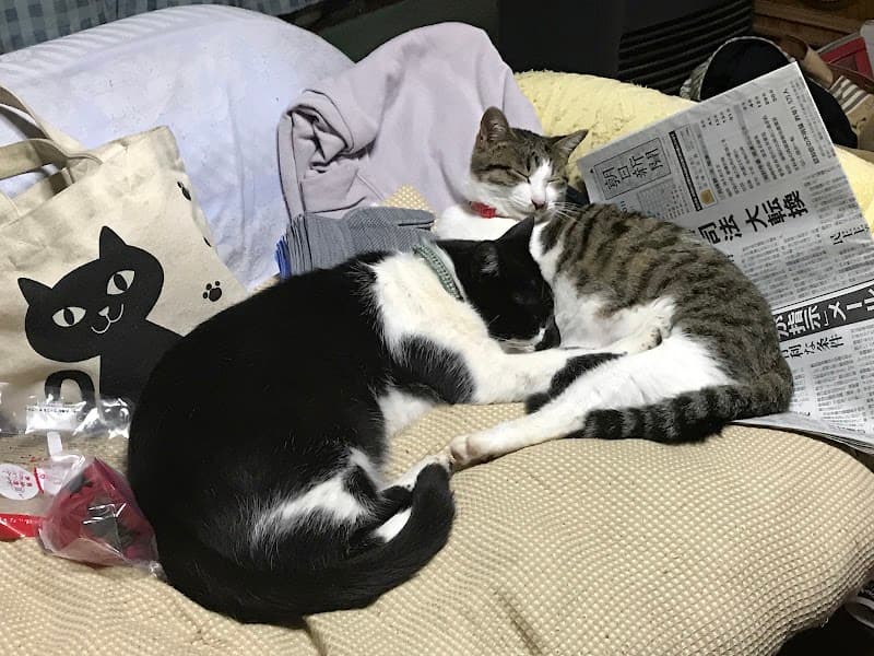 新井動物病院の写真