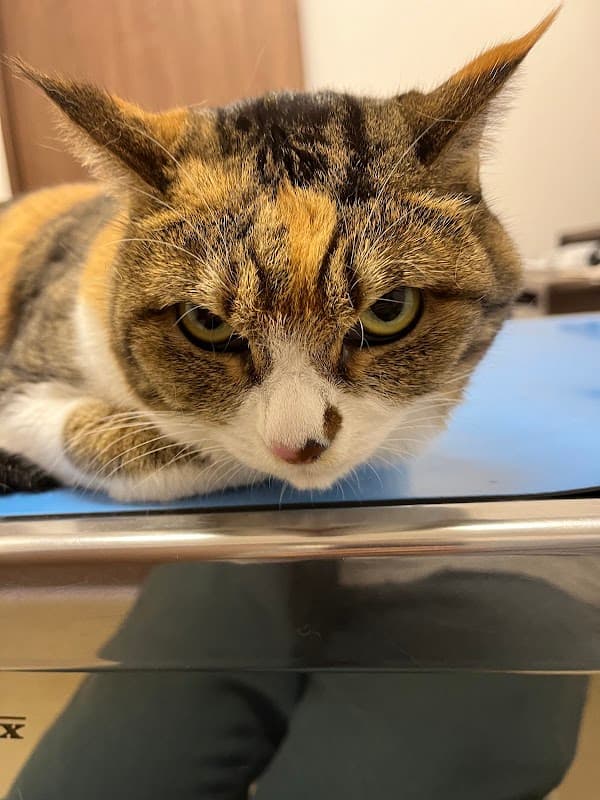 トロッコ動物病院の写真