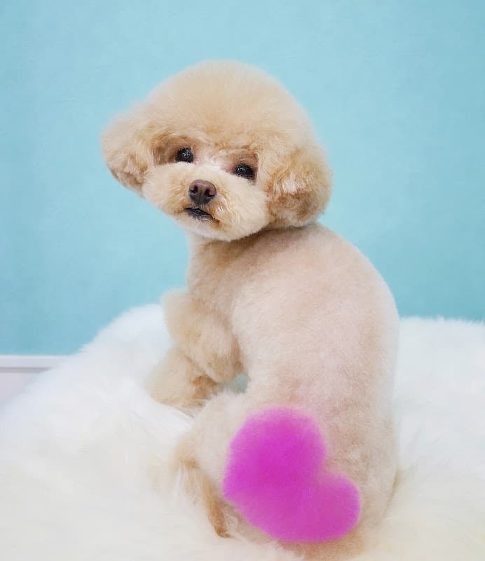 Dog Salon LuLuの写真