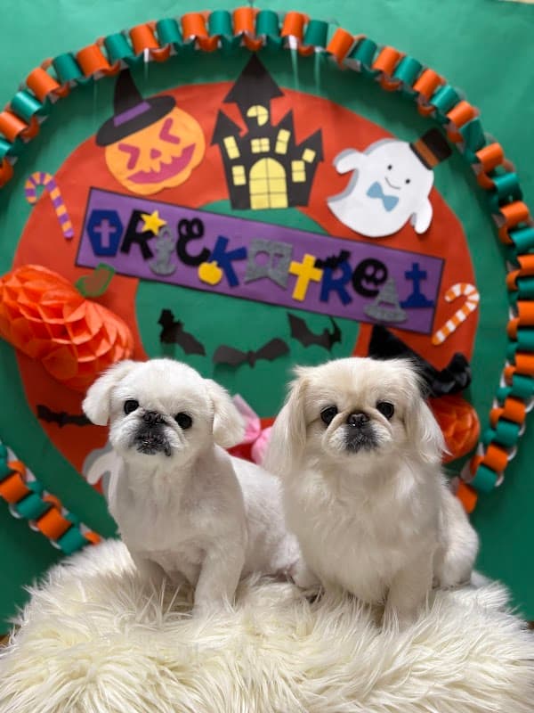 DogSalon TOY(ドッグサロン トイ)の写真