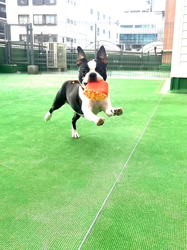 ドッグサロン&ホテル RunRunの写真