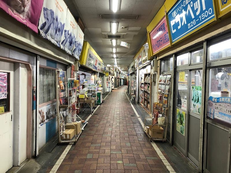 ヒラオペットの写真