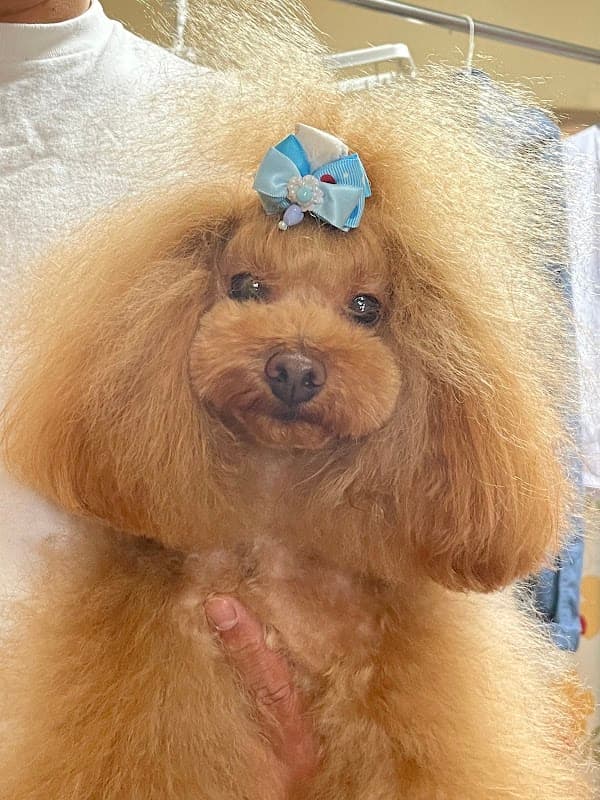 ペットサロンベドちゃんの写真
