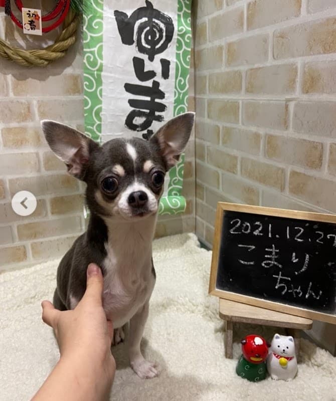 Grooming Salon ゆいまぁるの写真