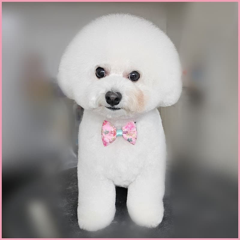 dog salon Charme/ペット整体 Charmeの写真