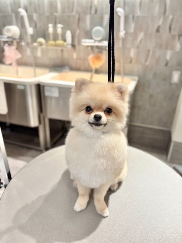 Furden Pet Salon(ファーデン ペットサロン)の写真2