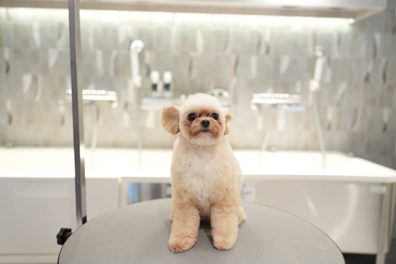 Furden Pet Salon(ファーデン ペットサロン)の写真5