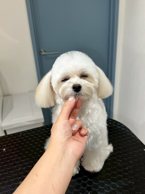 Pet care salon IRUの写真2