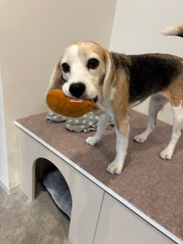Pet care salon IRUの写真3