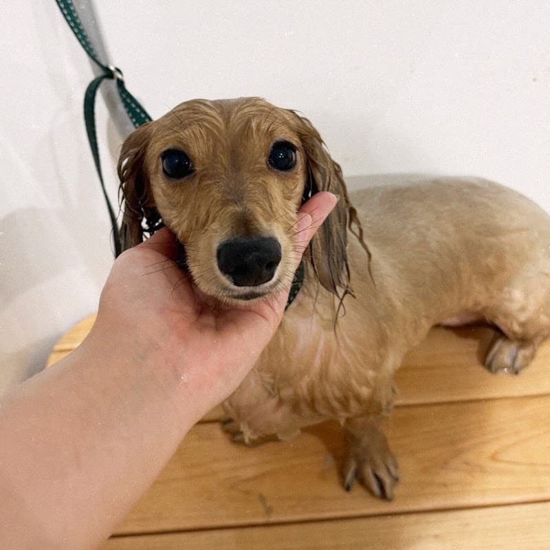 Pet care salon IRUの写真5