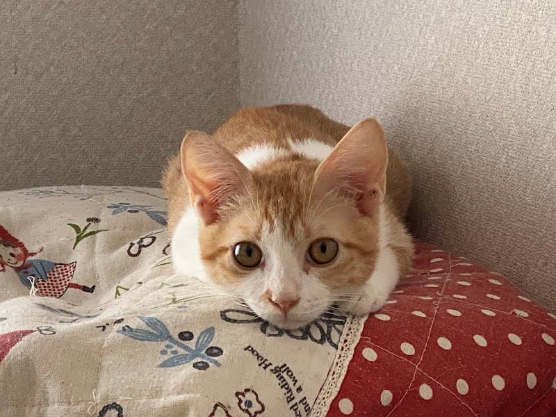 アンジェ動物病院の写真