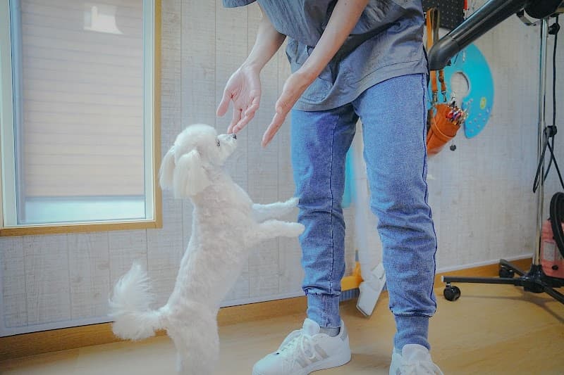 dog salon ナナイロの写真2