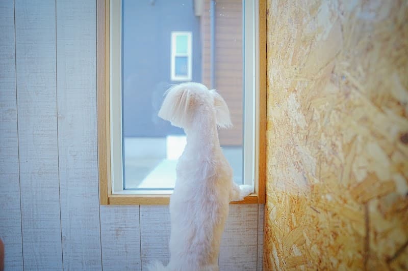dog salon ナナイロの写真4