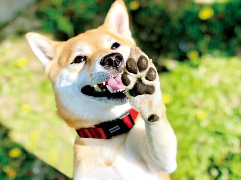 ぽちの家の写真