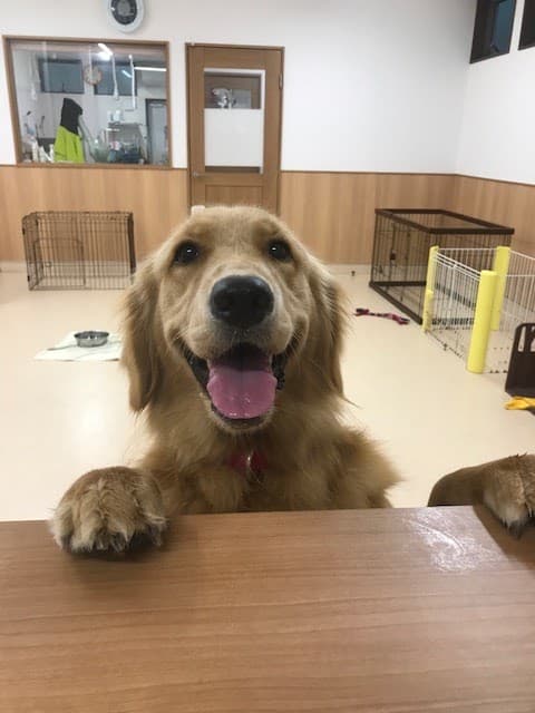 ドッグサロンVITAの写真