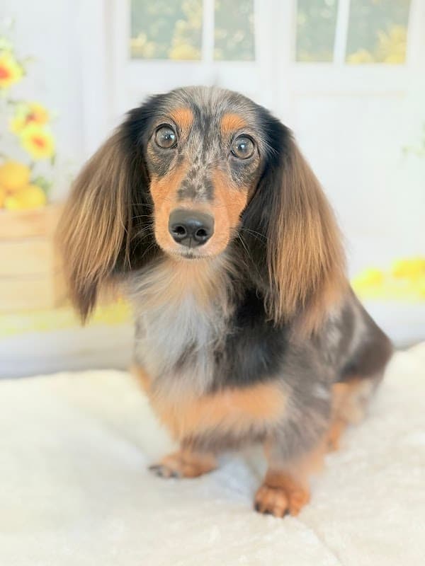 Local Groomimg Salon LOCOの写真