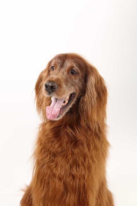 Pet Salon Tsumugiの写真