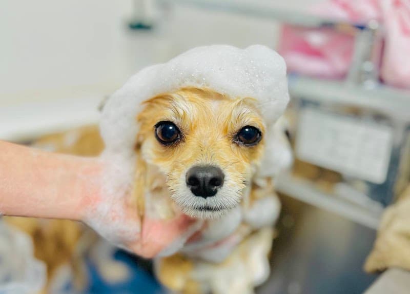 Dog Salon PAOLOの写真