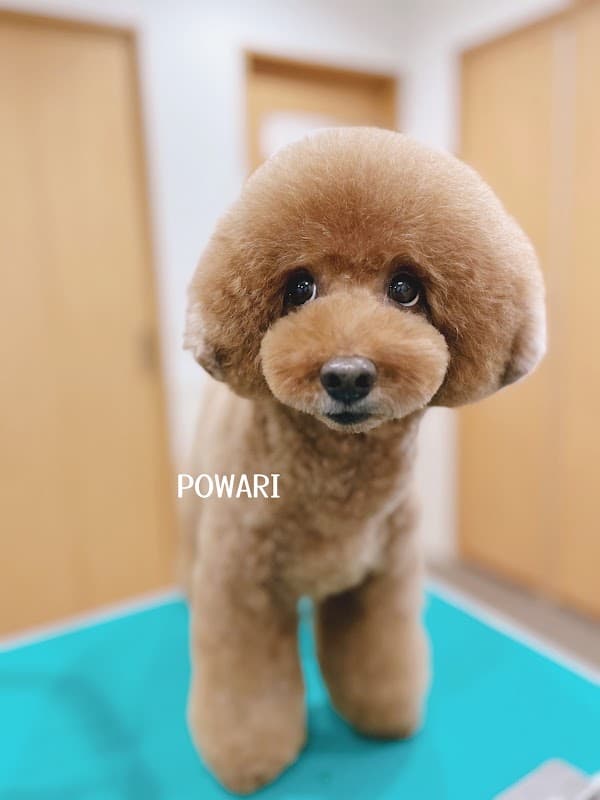 犬の美容室 ぽわりの写真