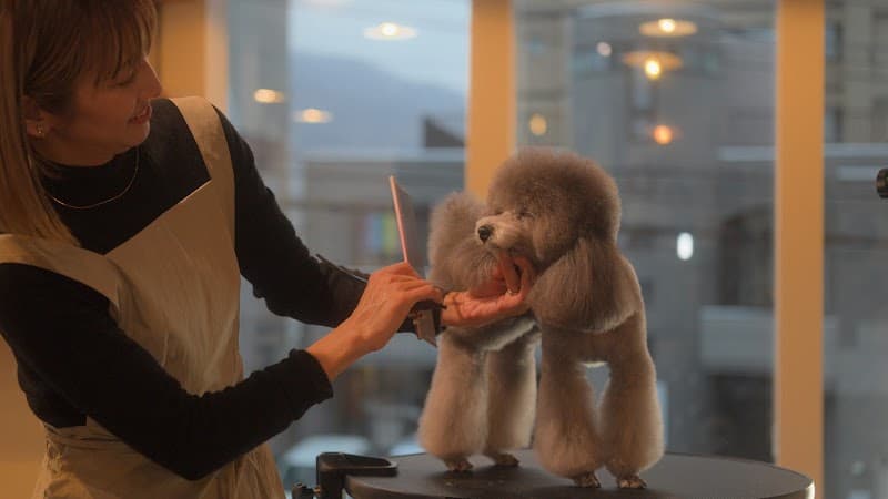 Bored Dog Yamahana(ボアードドッグ山鼻)の写真