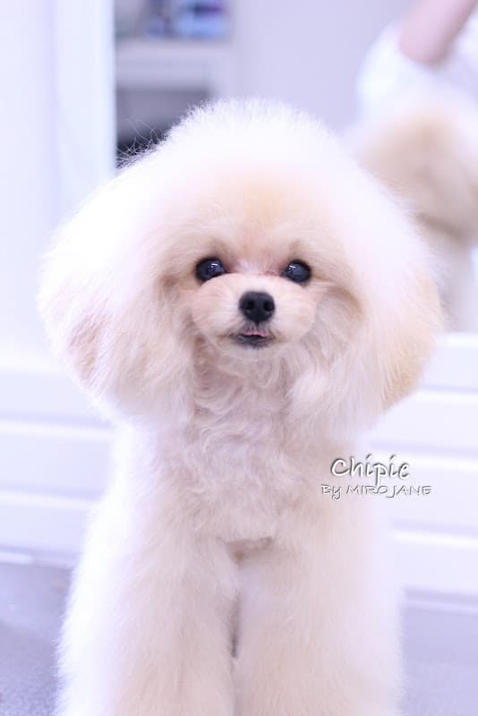 Private salon for DOG MIRO JANEの写真